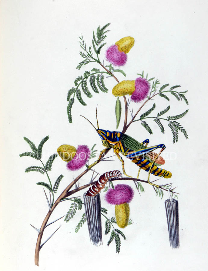 /data/Original Prints/Natural History/BLUE LOCUST AND FAGGOT CATERPILLAR WITH ITS NESTS ON THE VARIEGATED ACACIA OR BAUBEL TREE IN GUZERAT.jpg
